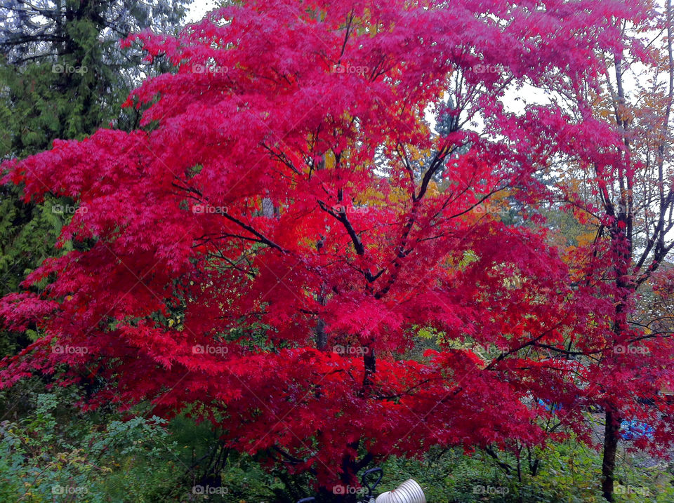 tree leaves fall autumn by dbjensen