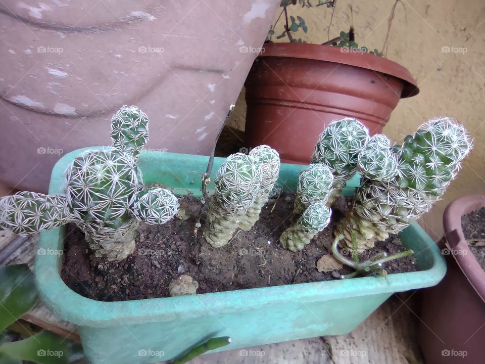 cactos