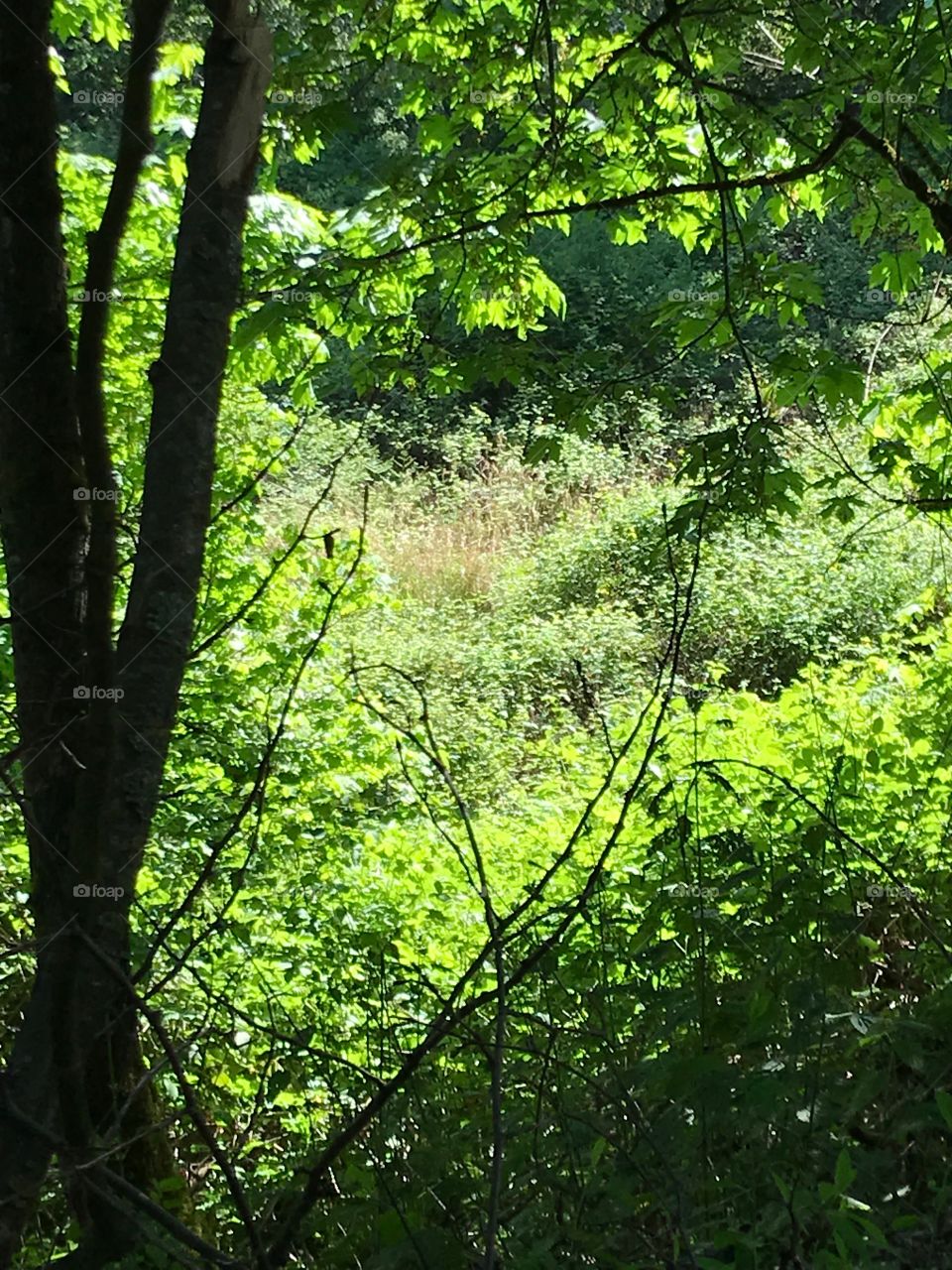 Woods near my House