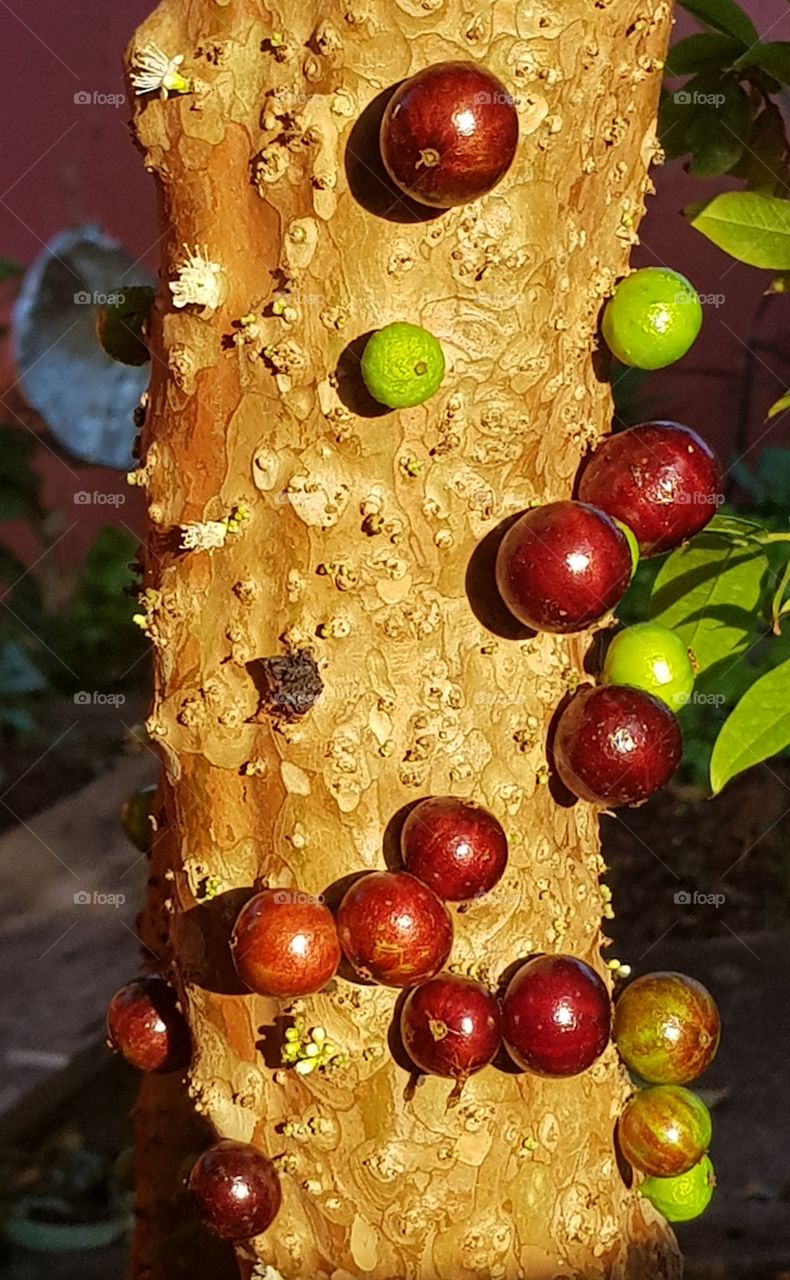 jabuticaba fruit