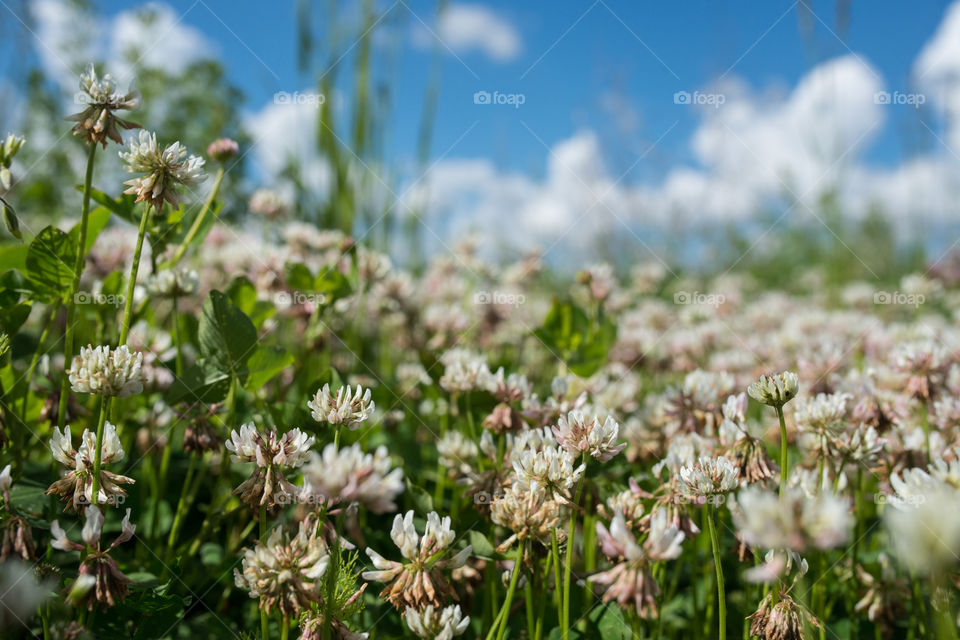 white clover wild meadow flowers in field over deep blue sky. Nature vintage summer autumn outdoor photo. Selective focus macro shot with shallow DOF