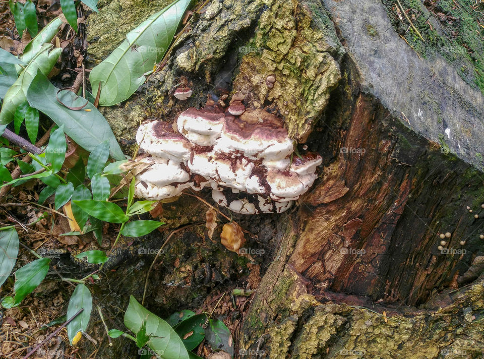 Mushrooms on a stump