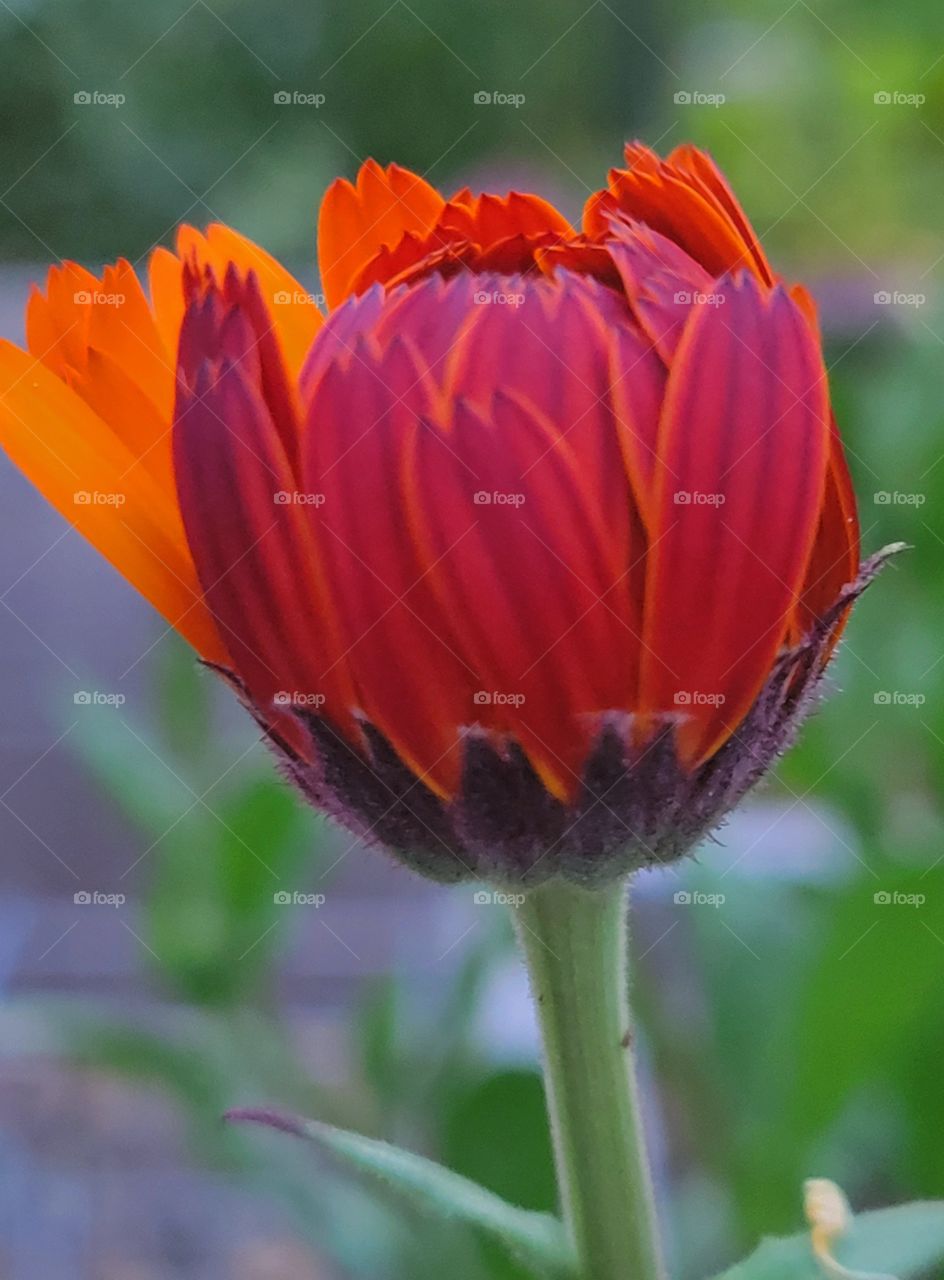 spring time flower head