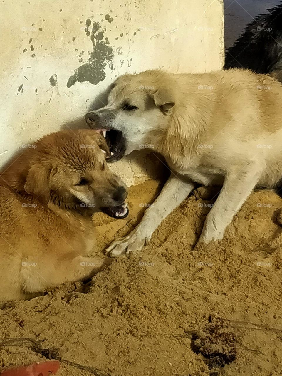 Respect yourself instead of biting you