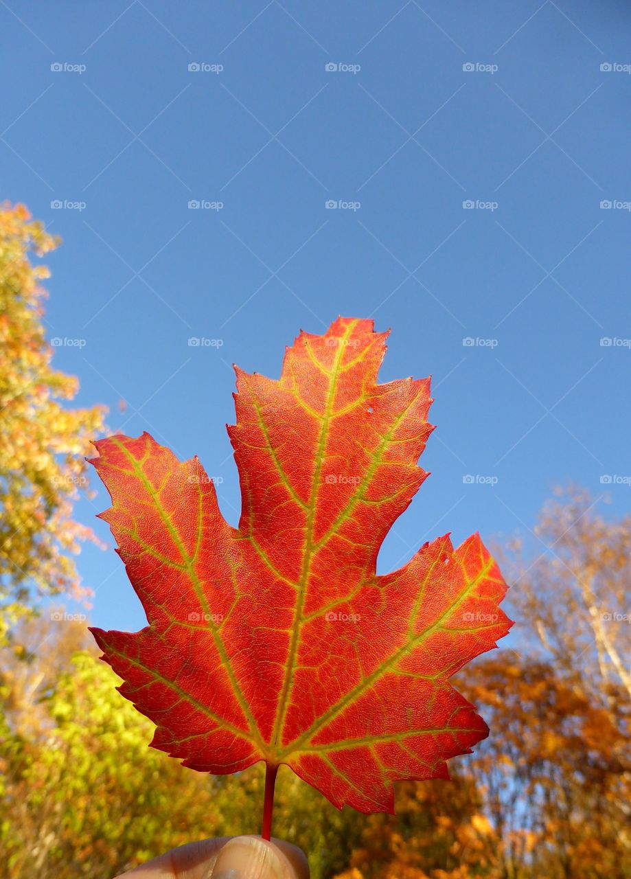 Scenic view of autumn leaf