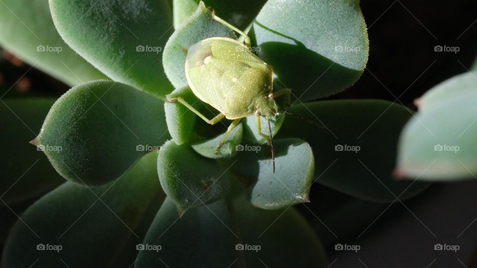 Green stink bug exploring a succulent plant.