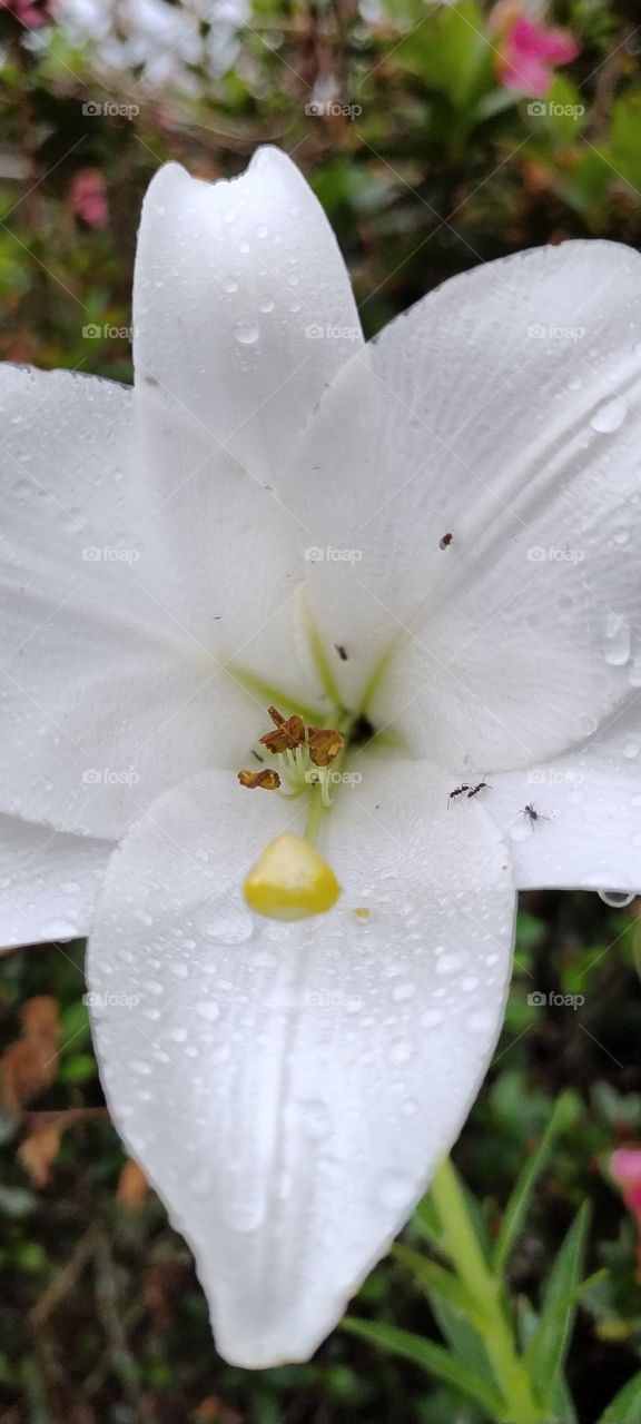 Brazilian white lily