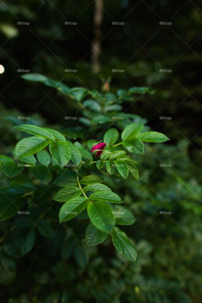 Leaf, Nature, Flora, No Person, Summer