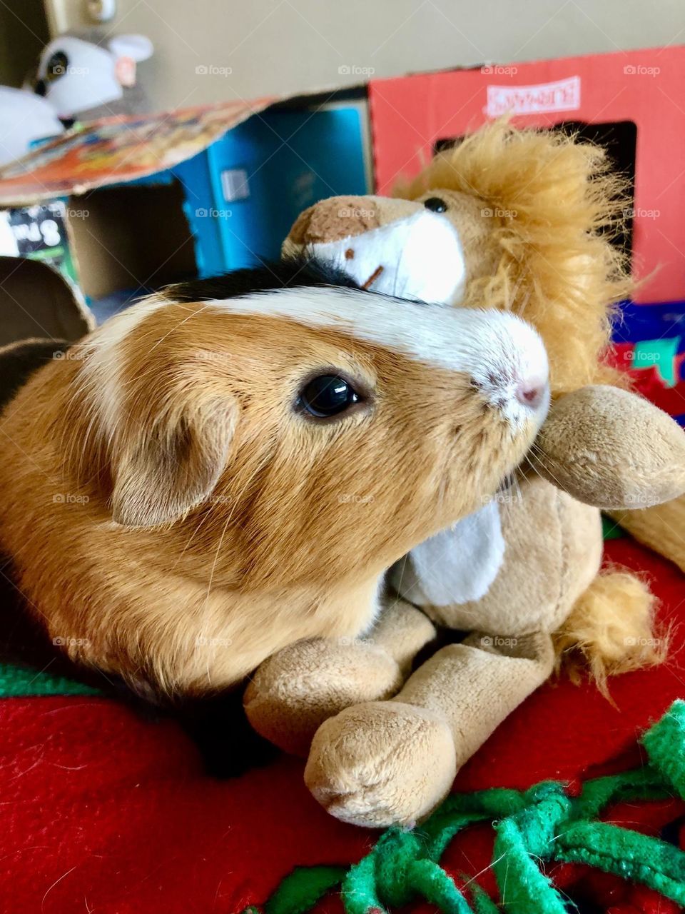 Guinea pig Danny relaxing with his toy . 
