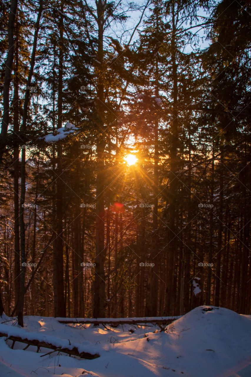 Sunset in the Winter Forest