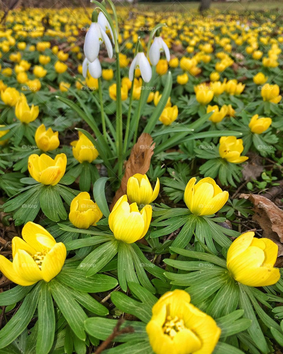 Blooming flowers in field