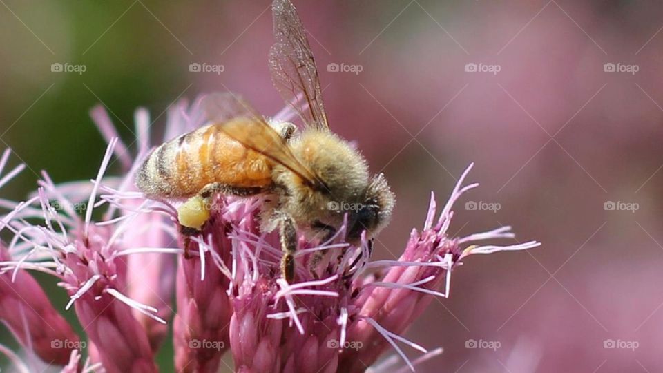 Makin honey bee