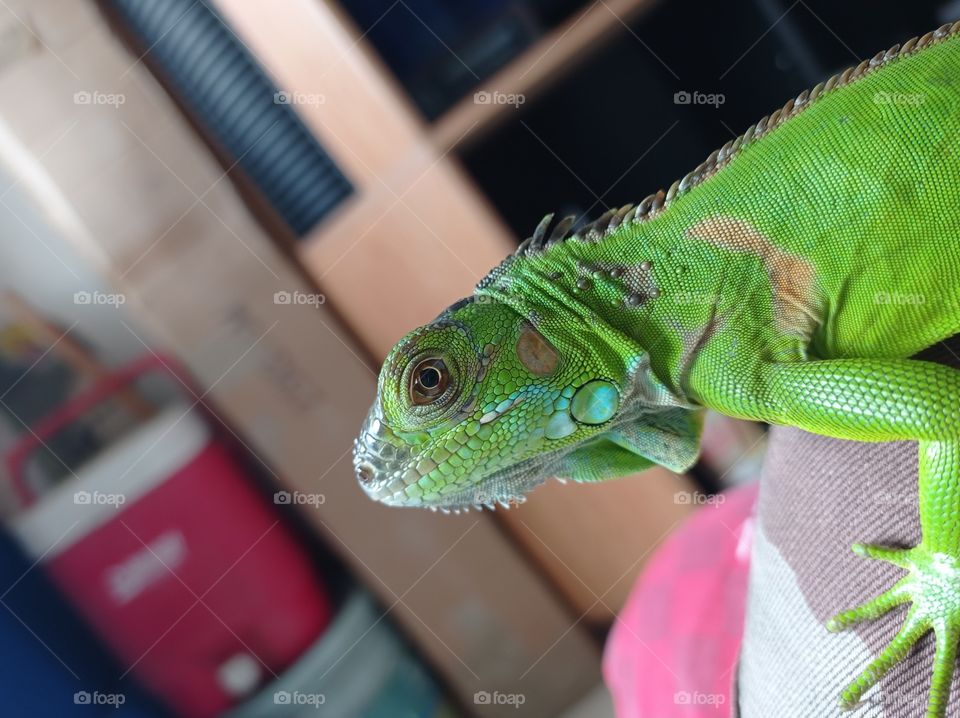mi iguana