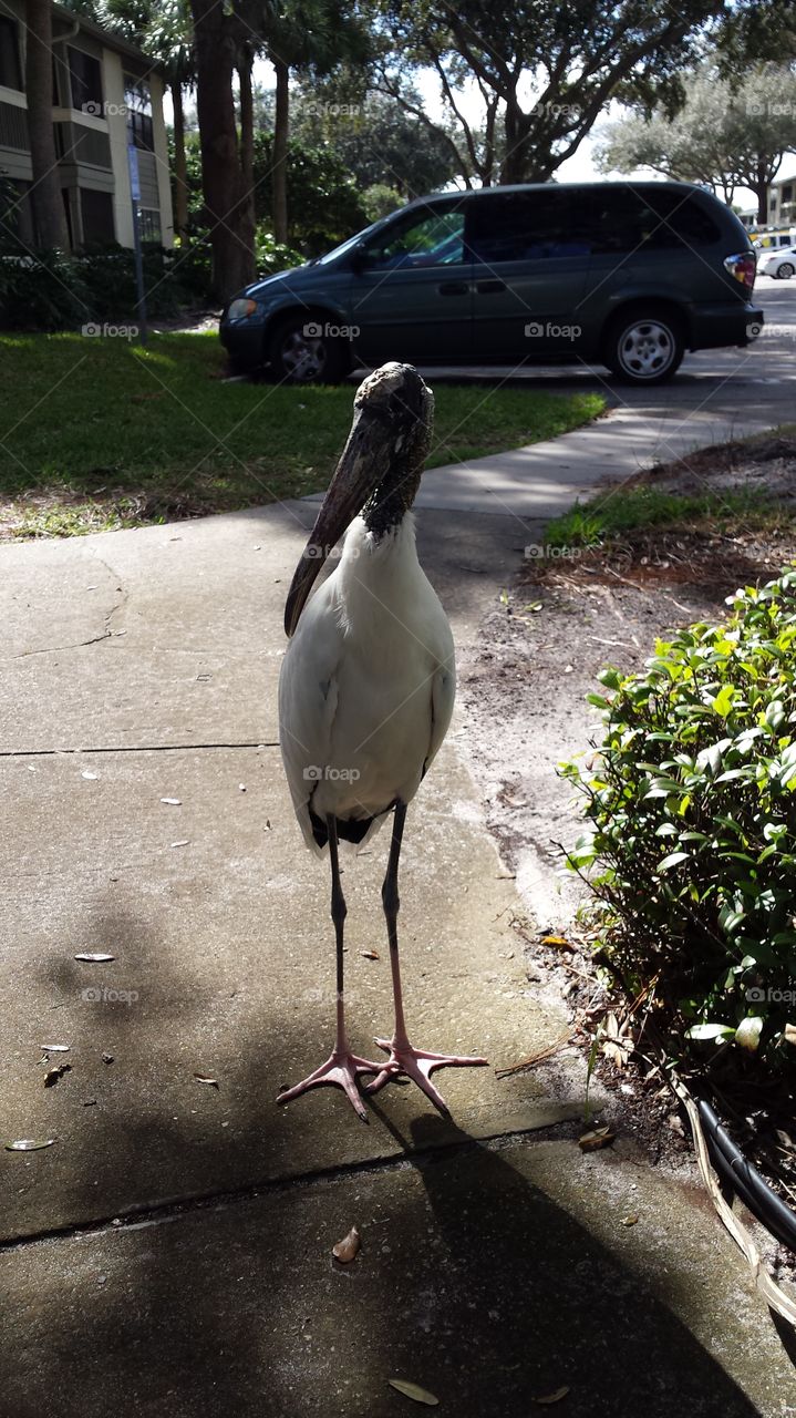 These wood storks are wild in my part of Florida
