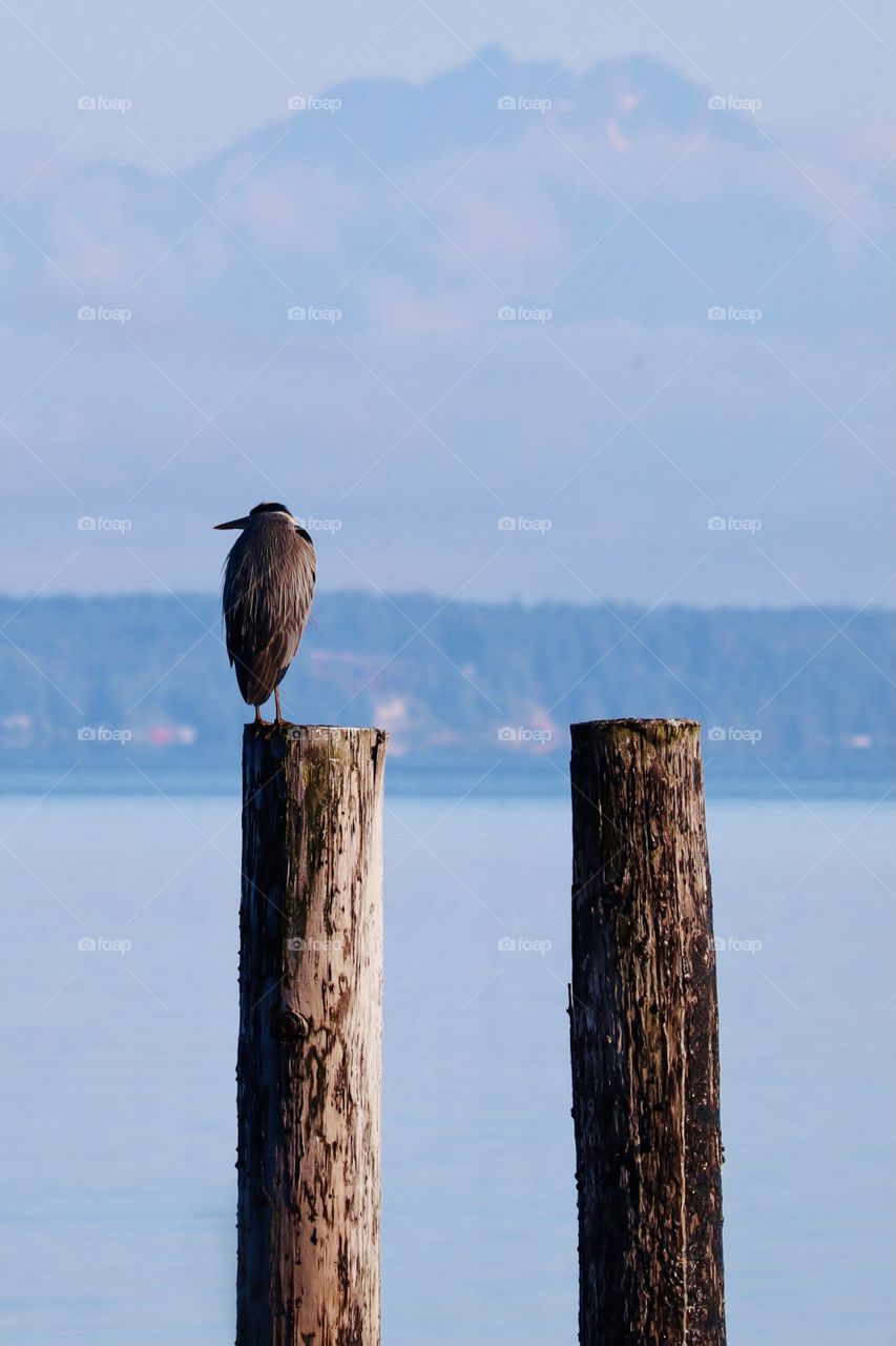 A blue heron relaxes on an old dock pylon near Sunnyside Beach in Steilacoom, Washington