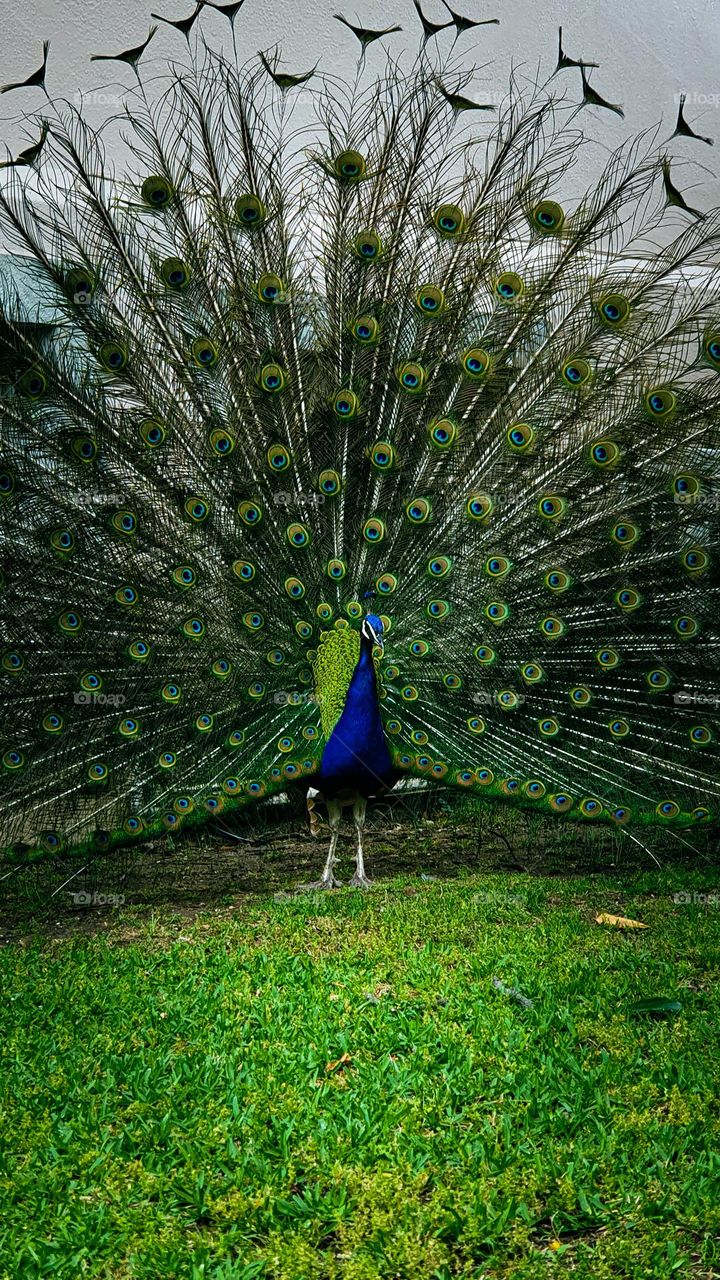 a peacock with its majestic tail open