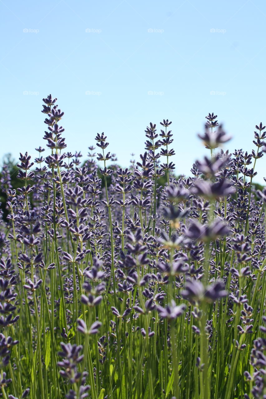 Lavender in bloom