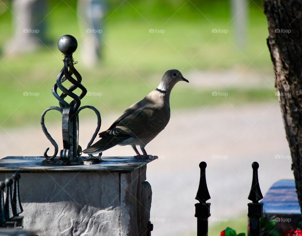 Dove at a Iron Fence