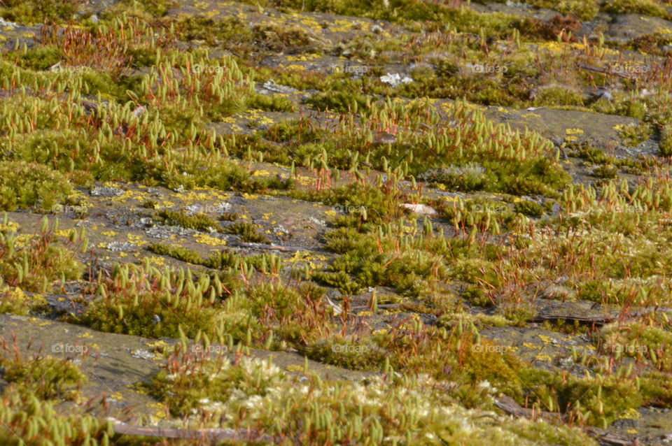 Moss Growing On Stone
