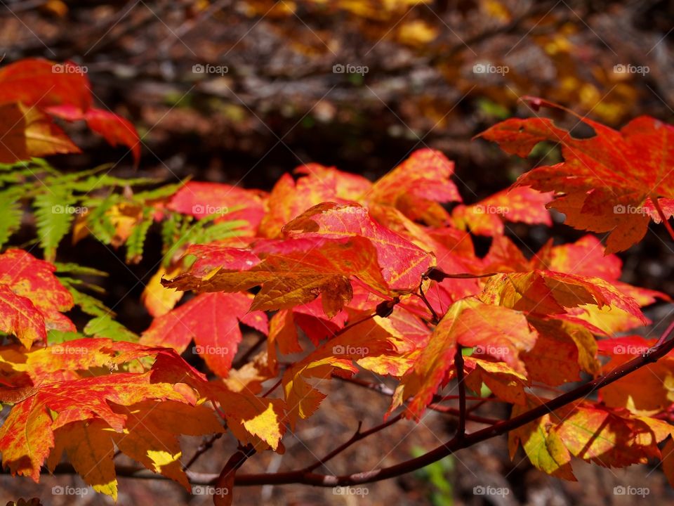 Beautiful autumn maple leaves show their brilliant fall colors of red, gold, yellow and orange in the hills of Western Oregon on a sunny fall day. 