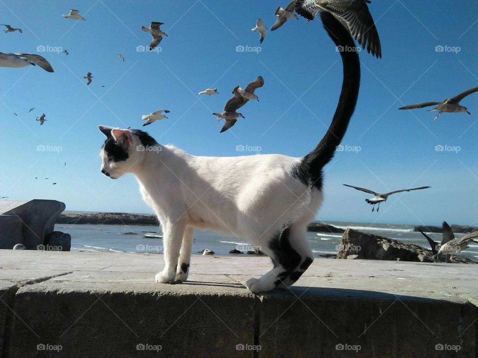 A white cat on the roof