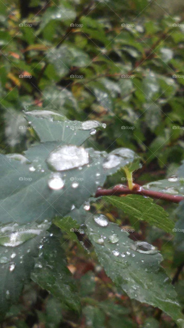 Leaf, Rain, Tree, Nature, Flora