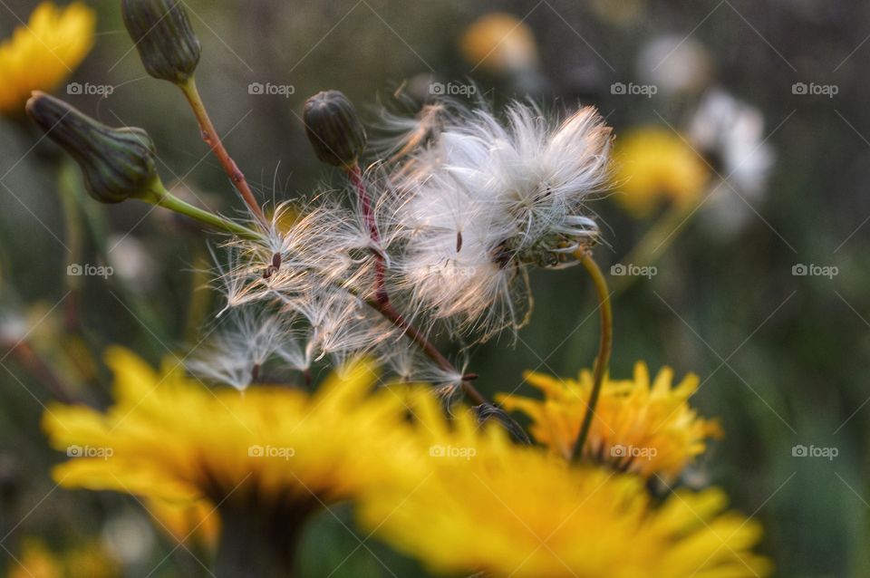 Nature, Flower, Flora, Summer, Garden