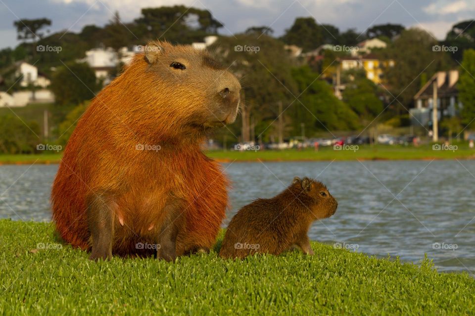 Capybaras in the park.