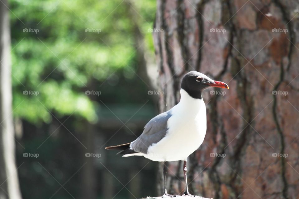 Close-up of seagull looking away
