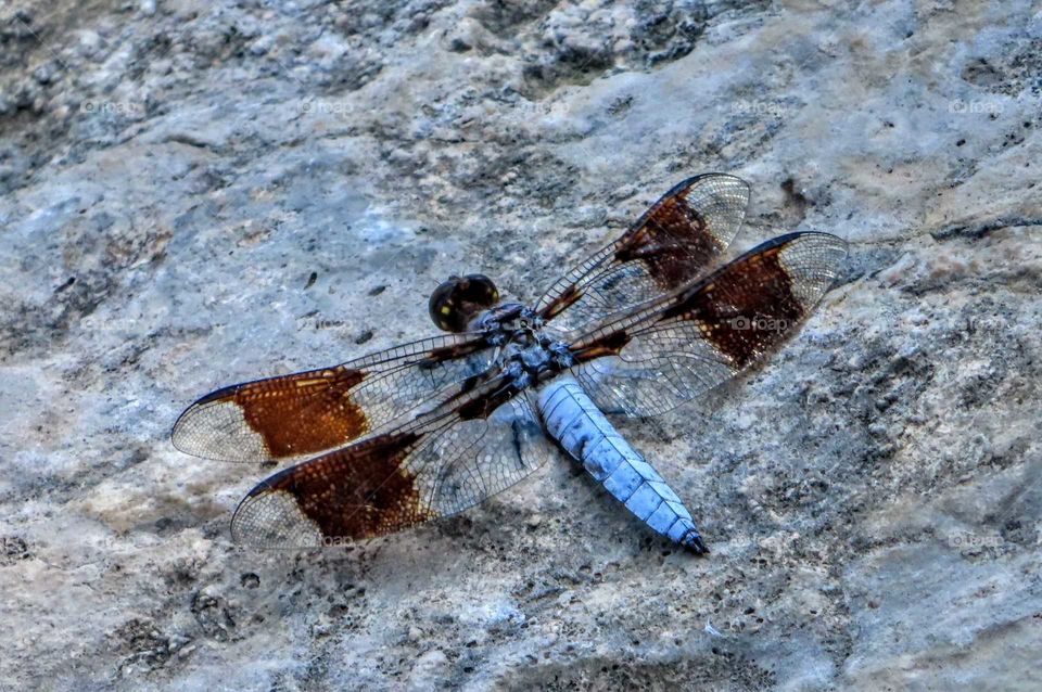 Colorful Dragonfly On Rocks "Blues and Browns"
