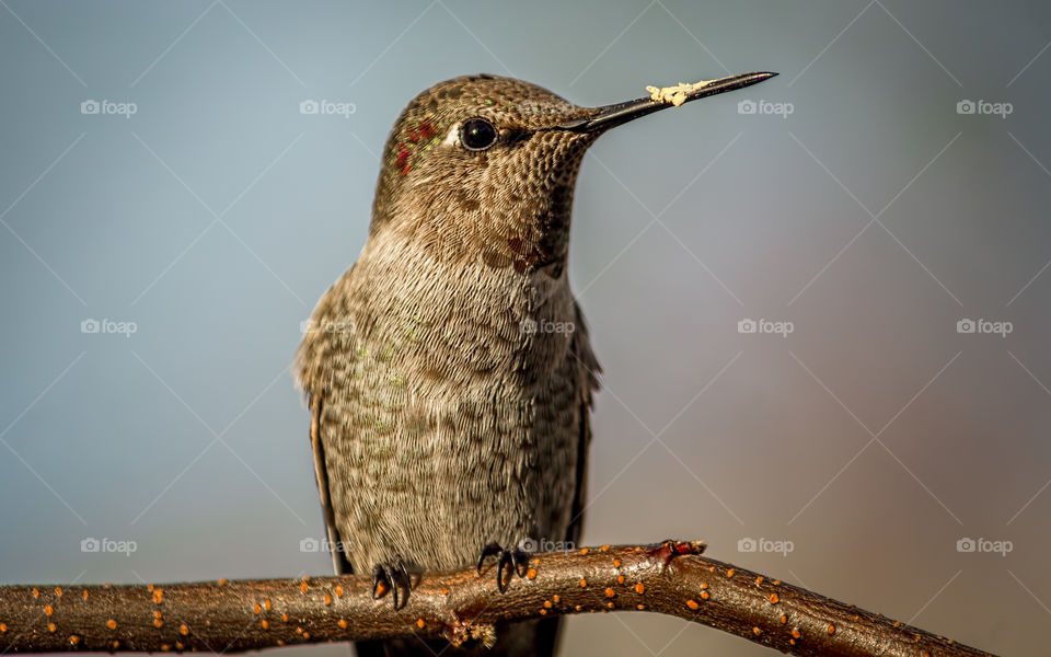 Hummingbird perching on branch