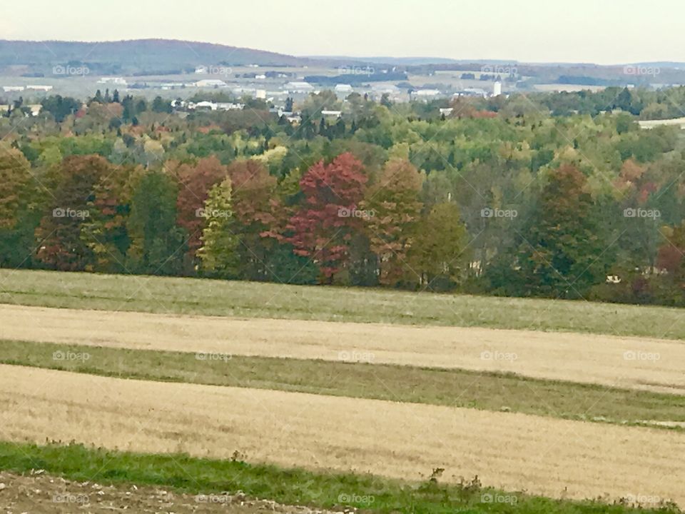 Fall foliage