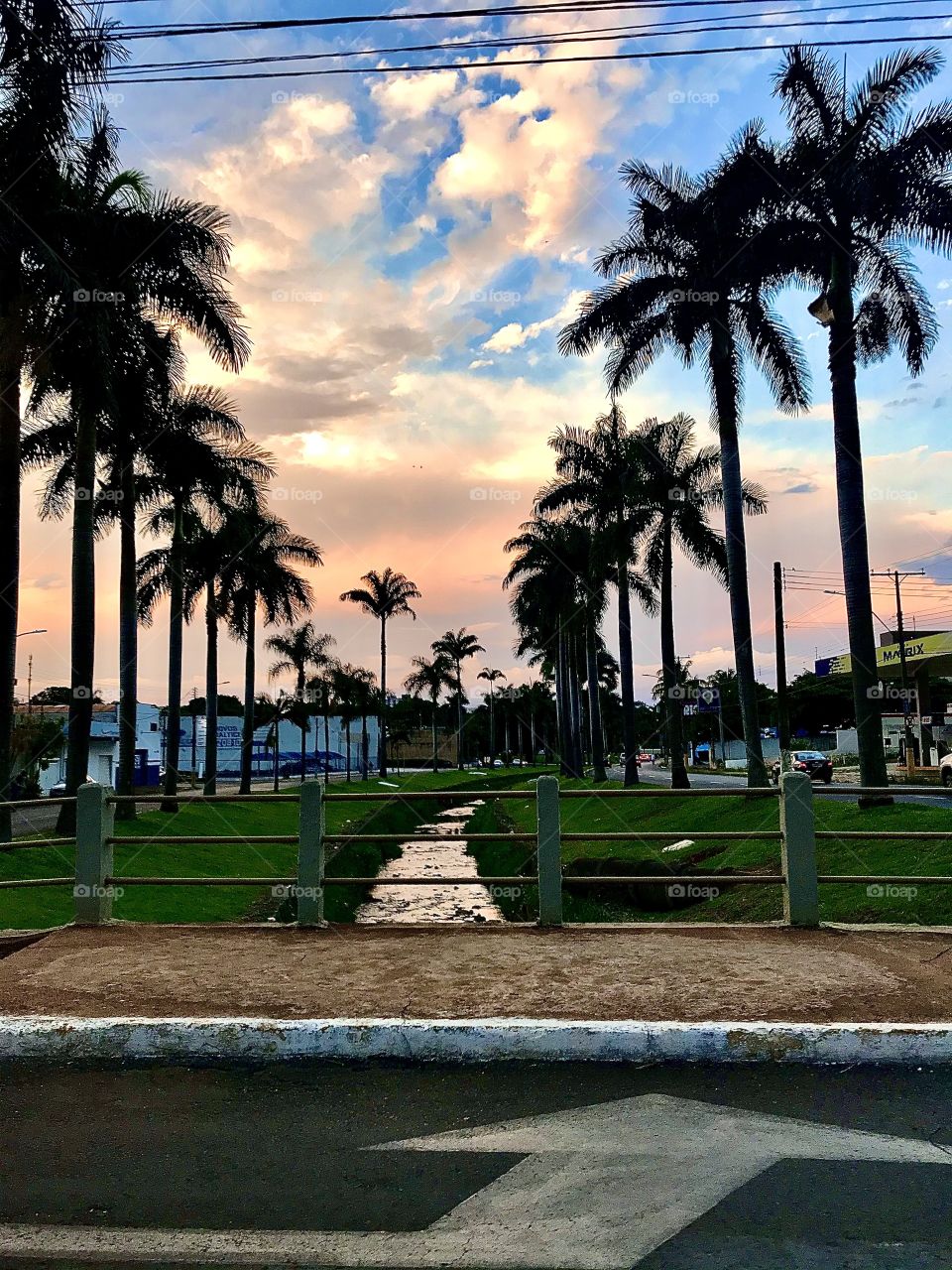 Palm trees in the city