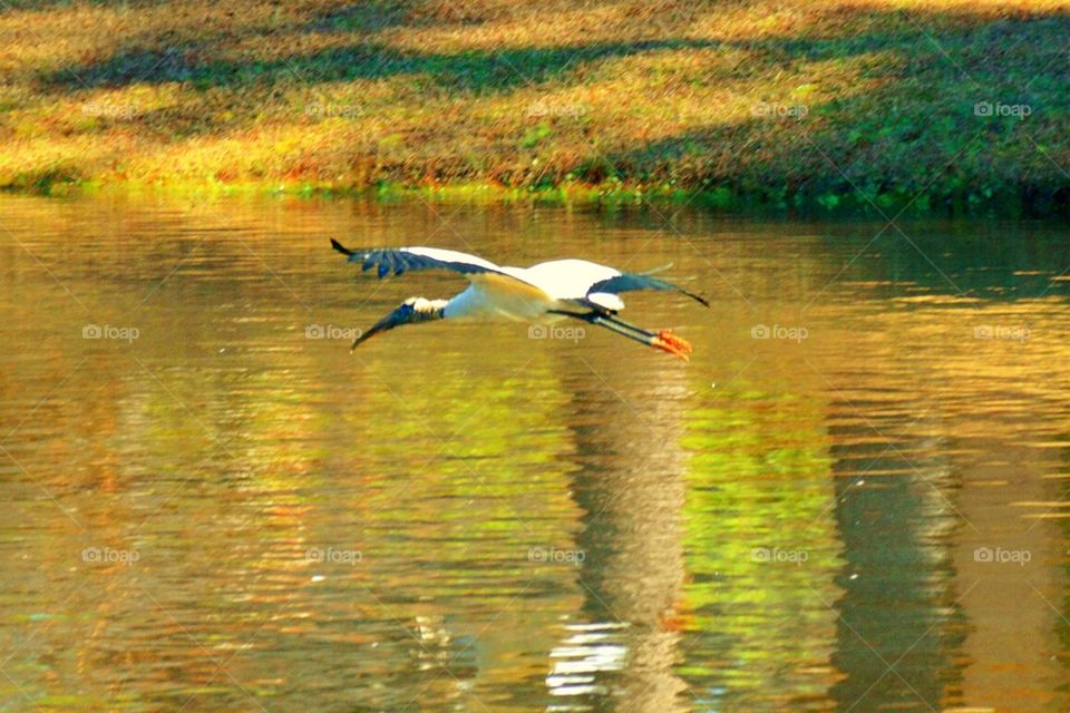 Wood Stork