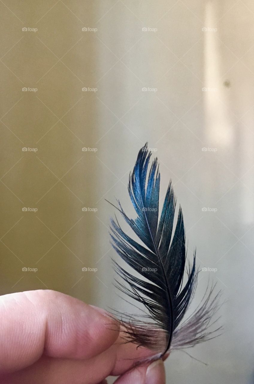 A single feather left