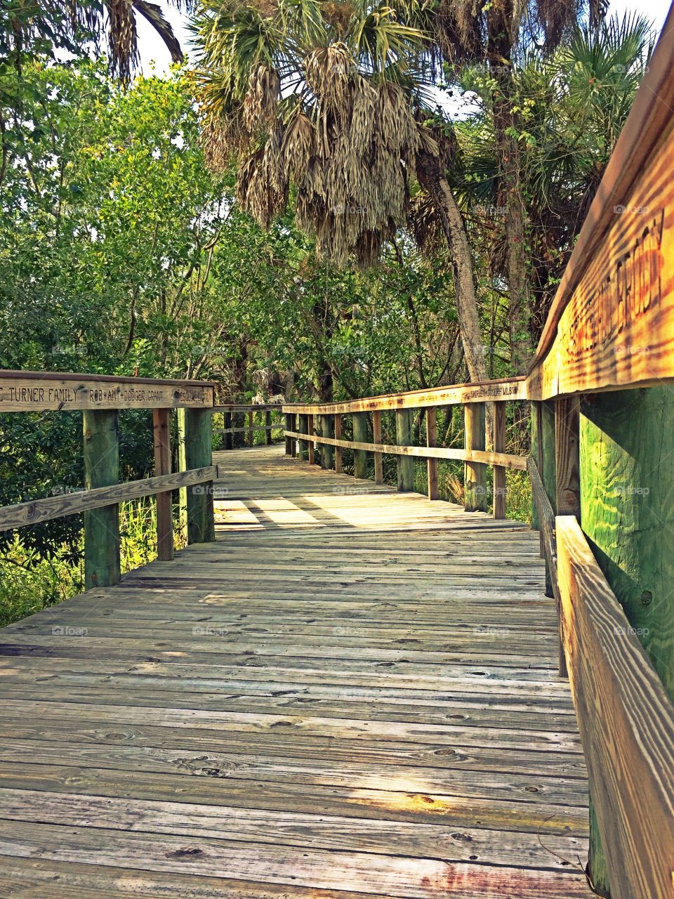 Forest Boardwalk . Forest Boardwalk in the sweet light of the golden hour.