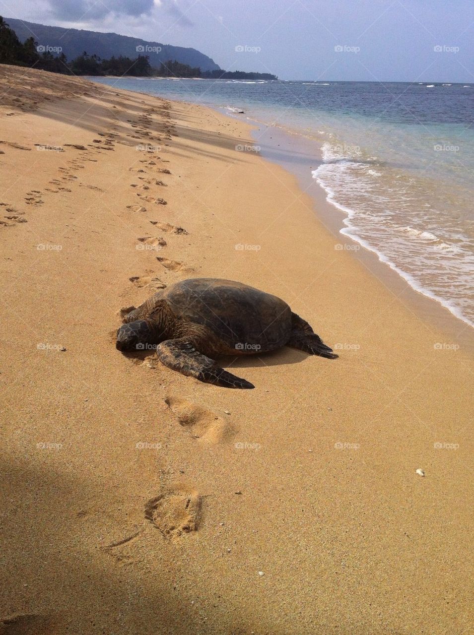 Sunbathing turtle