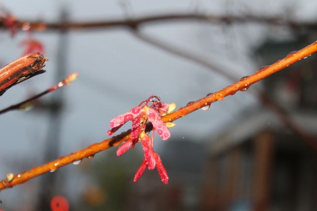 Maple seeds in April rain