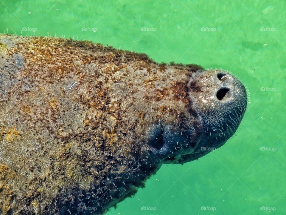 Manatee In Gulf Of Mexico