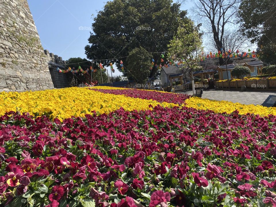 Flowering season 