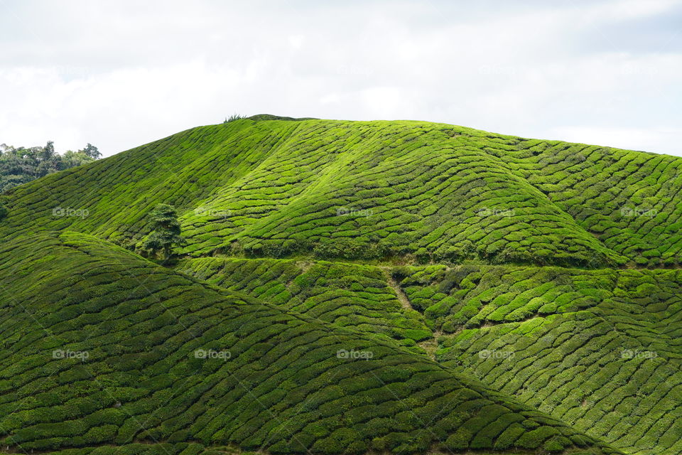 A view in Cameron Highlands