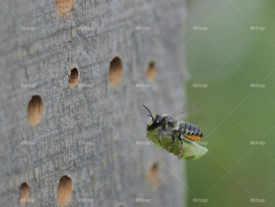 Leafcutter bee carries nesting material (leaf) to the nest