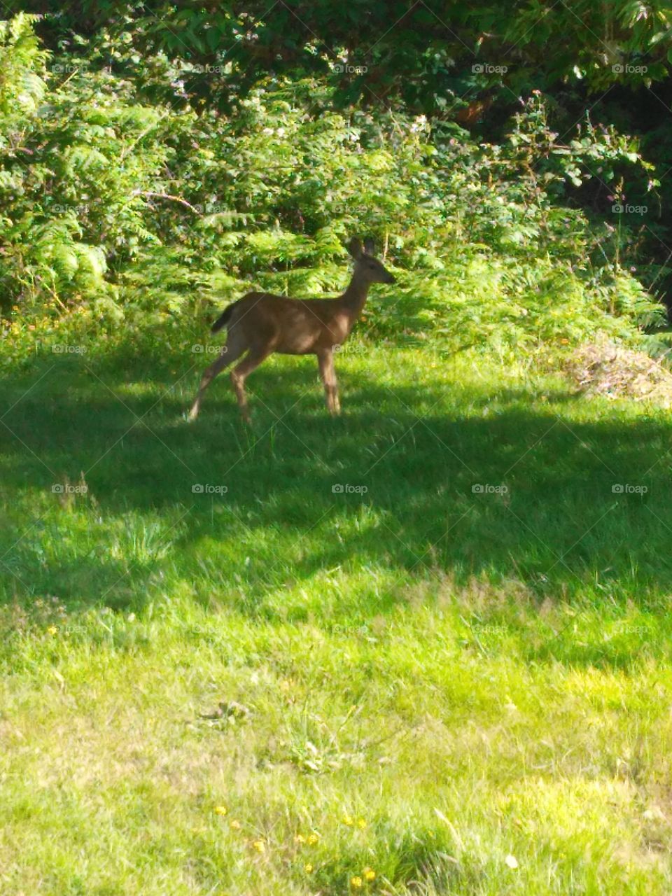 Back Yard Deer