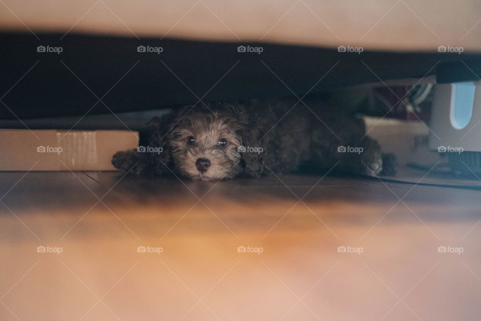 Puppy hiding under the furniture