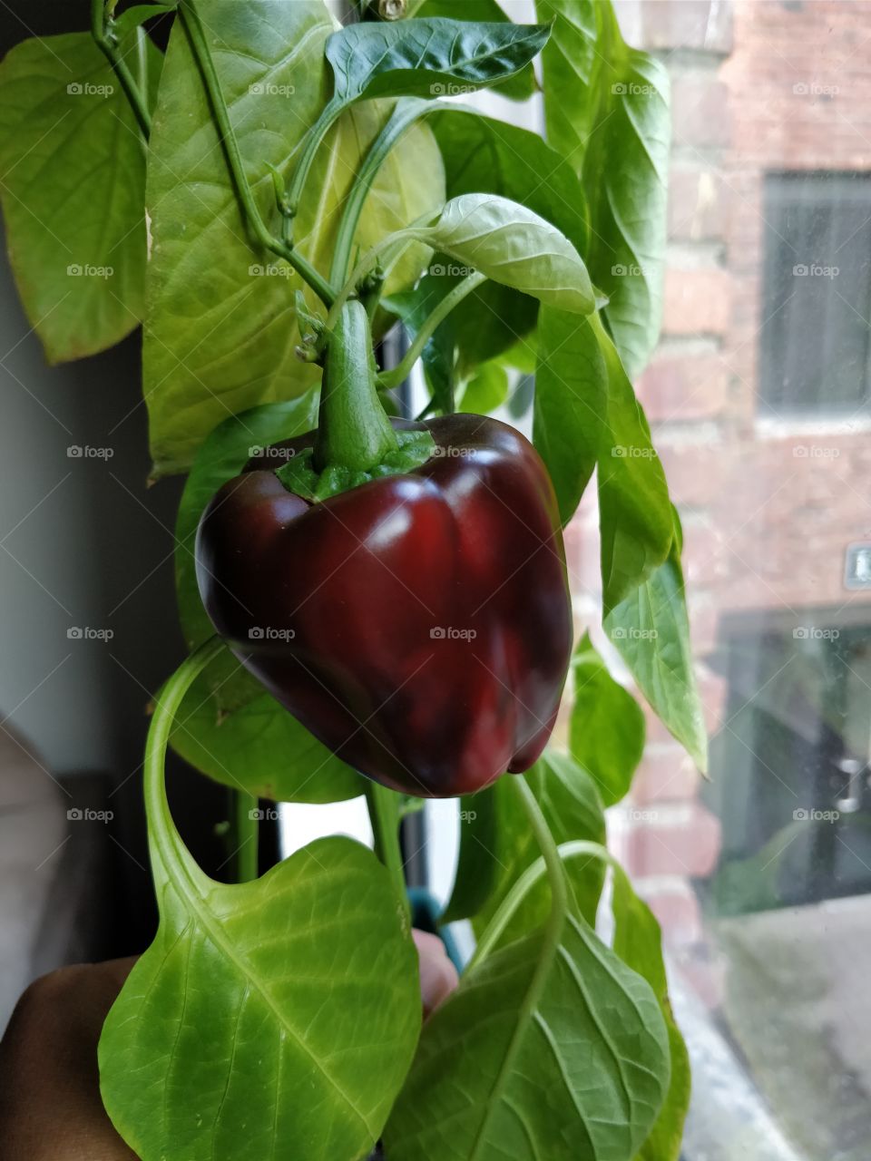 Everything grows with love. Bell pepper is the answer...