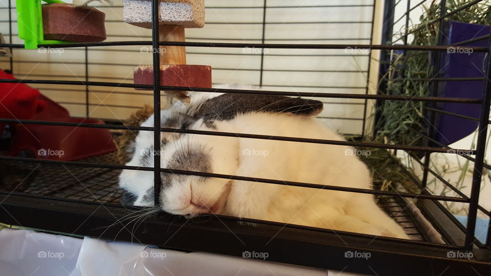 Bunny rabbit sleeping peacefully in rabbit cage