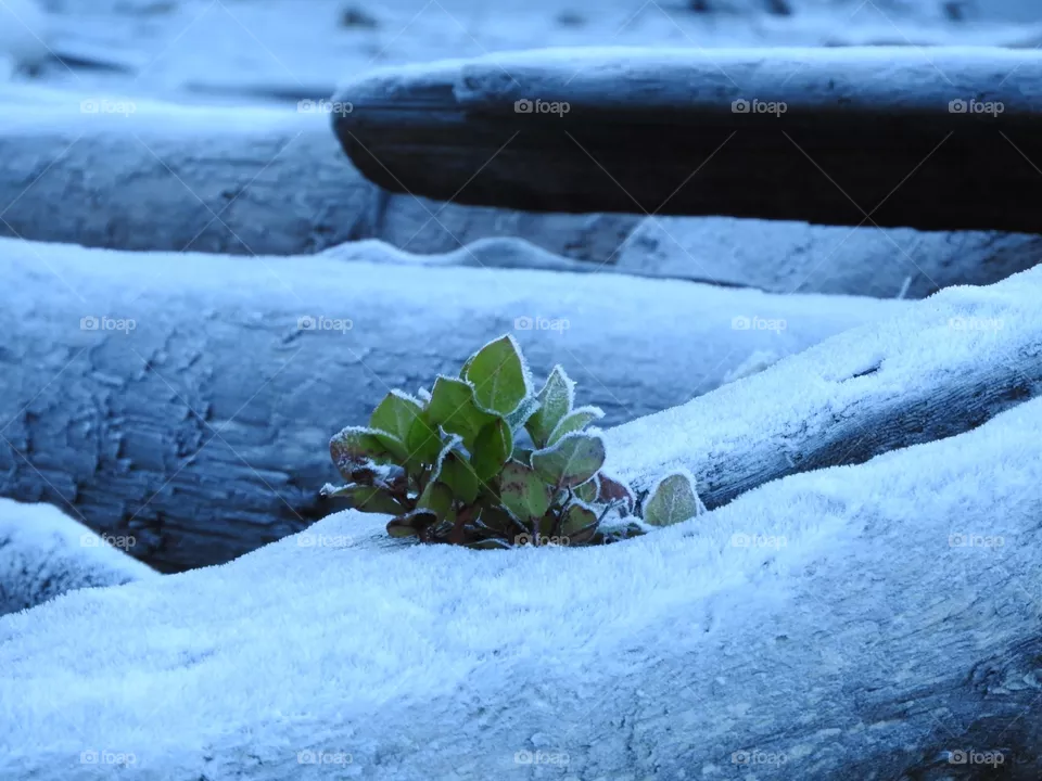 Frost