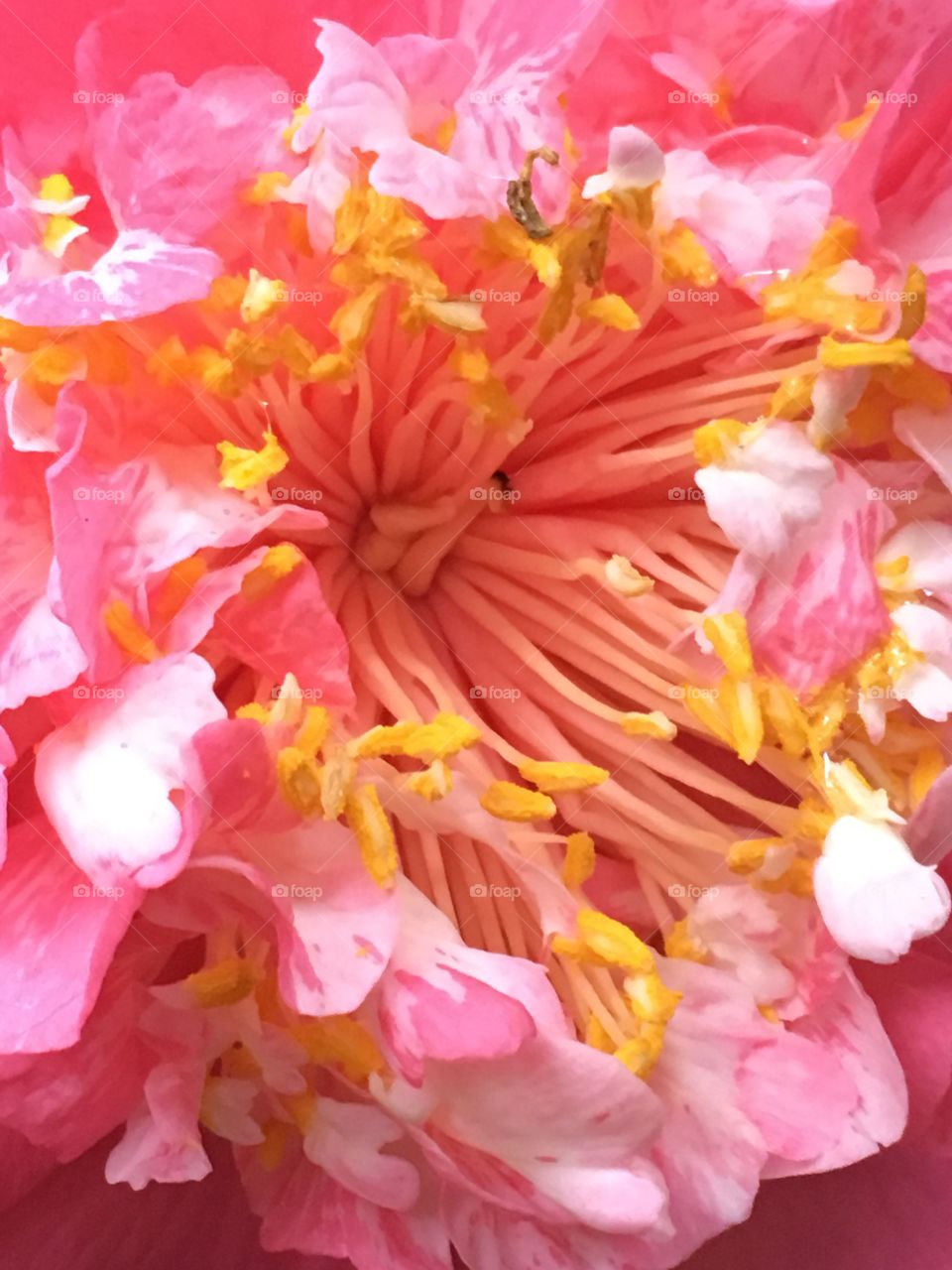 Close up camellia 