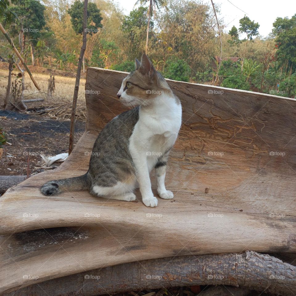 Beautiful cat sitting on a piece of wood