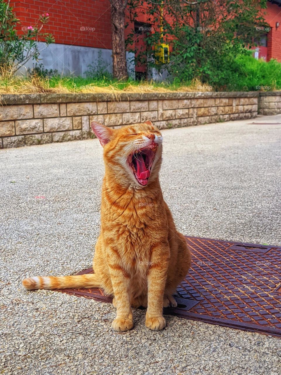 Close up portrait of beautiful redhead cat at city